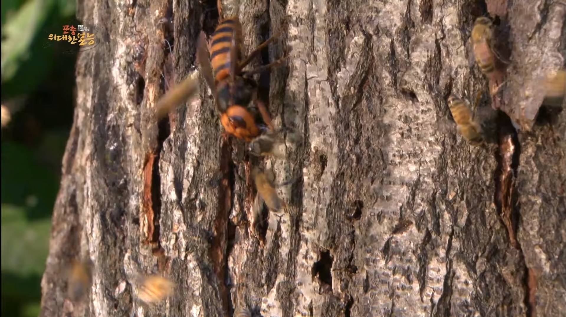 장수말벌로부터 여왕벌을 지키기 위한 꿀벌의 처절한 사투(다큐멘터리) | 인스티즈