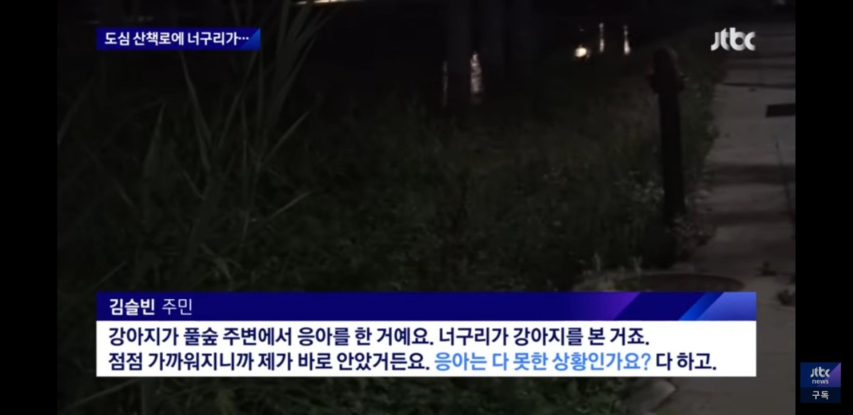 nokbeon.net-서울 도심에 너구리 출몰했을때 서울사람들 인터뷰 봤는데 다들 레전드임-4번 이미지