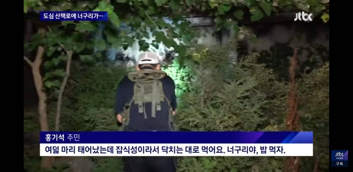 nokbeon.net-서울 도심에 너구리 출몰했을때 서울사람들 인터뷰 봤는데 다들 레전드임-3번 이미지