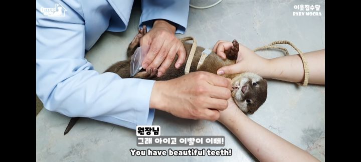 의사 선생님 품이 너무 좋은 아기수달 (아기수달 생애 첫 건강검진) | 인스티즈