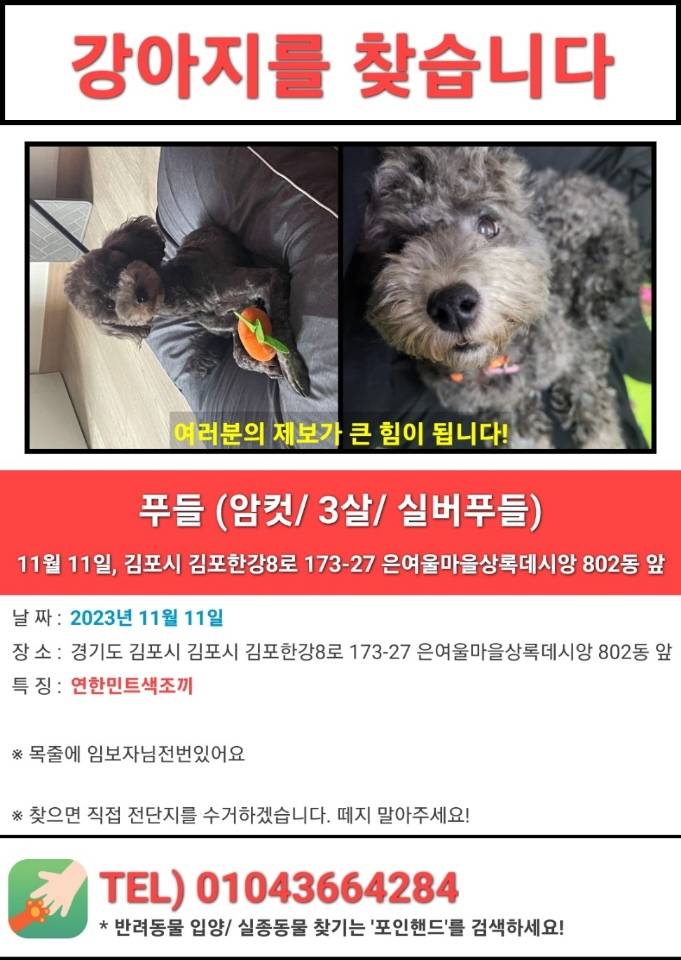 강아지를 찾습니다ㅜㅜ 11월11일 김포 마산동에서 잃어버렸어요ㅠㅠ | 인스티즈