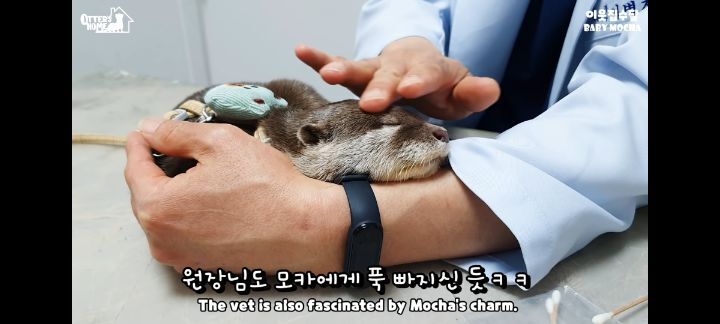 의사 선생님 품이 너무 좋은 아기수달 (아기수달 생애 첫 건강검진) | 인스티즈