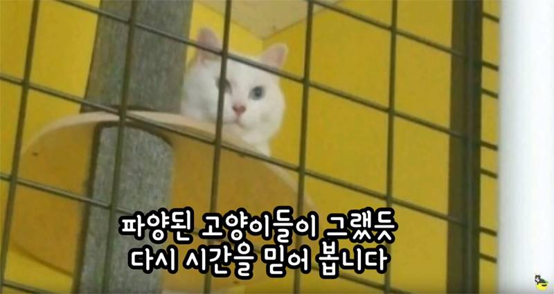 입양 9년만에 파양되어 돌아온 고양이 '둥이' | 인스티즈