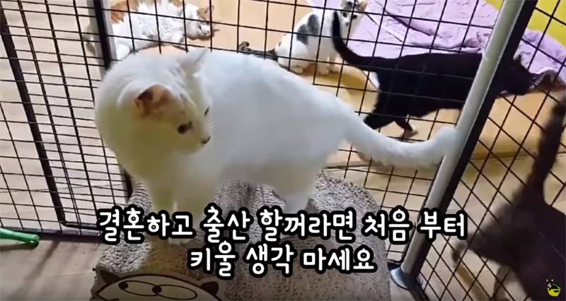 입양 9년만에 파양되어 돌아온 고양이 '둥이' | 인스티즈