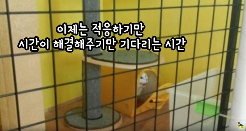 입양 9년만에 파양되어 돌아온 고양이 '둥이' | 인스티즈