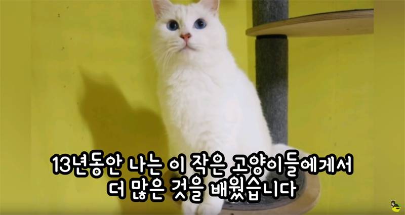 입양 9년만에 파양되어 돌아온 고양이 '둥이' | 인스티즈