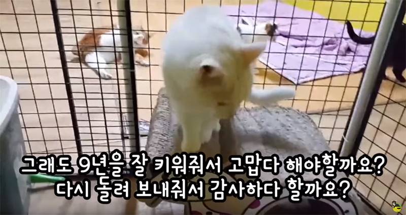 입양 9년만에 파양되어 돌아온 고양이 '둥이' | 인스티즈