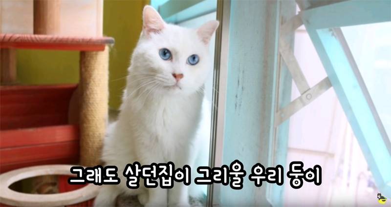 입양 9년만에 파양되어 돌아온 고양이 '둥이' | 인스티즈