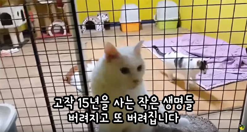 입양 9년만에 파양되어 돌아온 고양이 '둥이' | 인스티즈