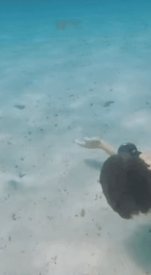 물 속 링에 휩쓸린 해파리 | 인스티즈