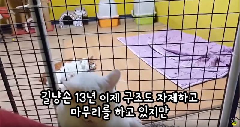 입양 9년만에 파양되어 돌아온 고양이 '둥이' | 인스티즈