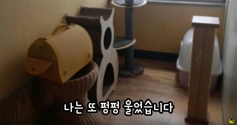 입양 9년만에 파양되어 돌아온 고양이 '둥이' | 인스티즈