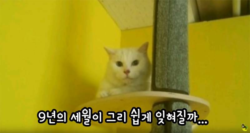 입양 9년만에 파양되어 돌아온 고양이 '둥이' | 인스티즈