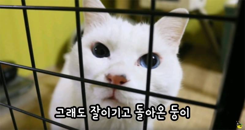 입양 9년만에 파양되어 돌아온 고양이 '둥이' | 인스티즈