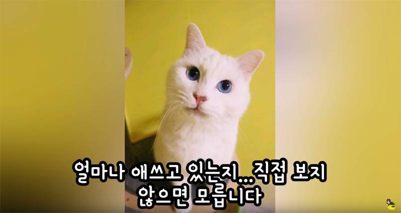 입양 9년만에 파양되어 돌아온 고양이 '둥이' | 인스티즈