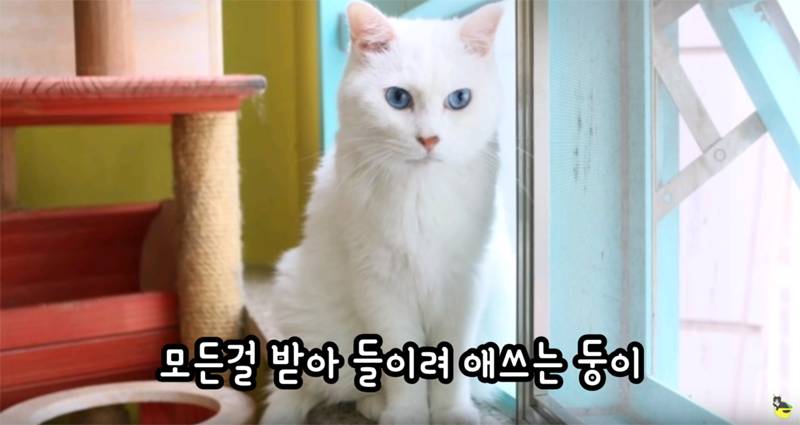 입양 9년만에 파양되어 돌아온 고양이 '둥이' | 인스티즈