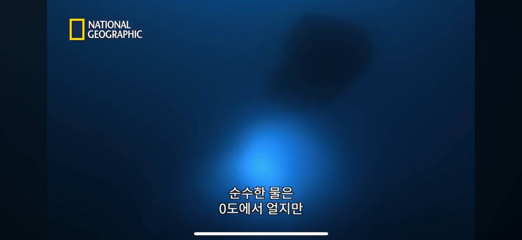 대왕오징어를 찾아라-남극해의 빙산 아래 신비로운 심해 생명체들(심해주의 해산물주의) | 인스티즈