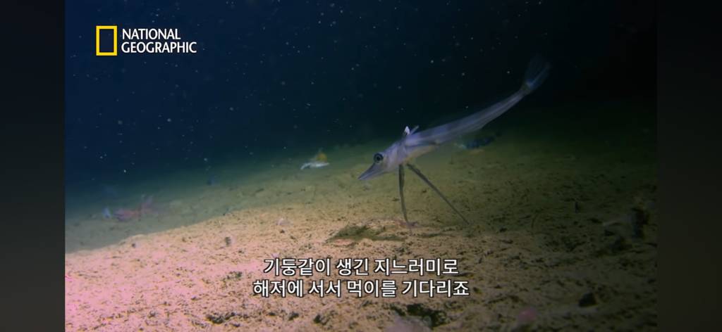 대왕오징어를 찾아라-남극해의 빙산 아래 신비로운 심해 생명체들(심해주의 해산물주의) | 인스티즈