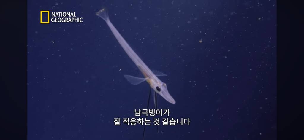 대왕오징어를 찾아라-남극해의 빙산 아래 신비로운 심해 생명체들(심해주의 해산물주의) | 인스티즈