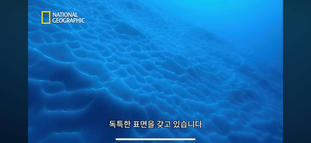 대왕오징어를 찾아라-남극해의 빙산 아래 신비로운 심해 생명체들(심해주의 해산물주의) | 인스티즈