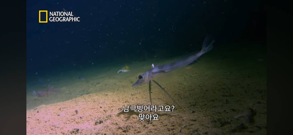 대왕오징어를 찾아라-남극해의 빙산 아래 신비로운 심해 생명체들(심해주의 해산물주의) | 인스티즈