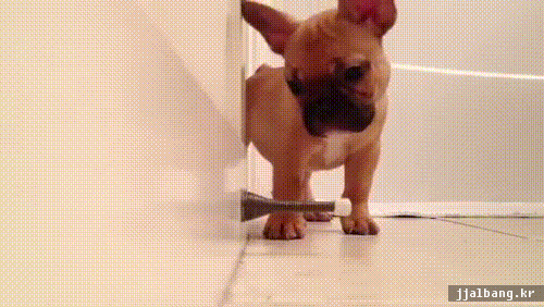 고양이 vs 강아지 | 인스티즈