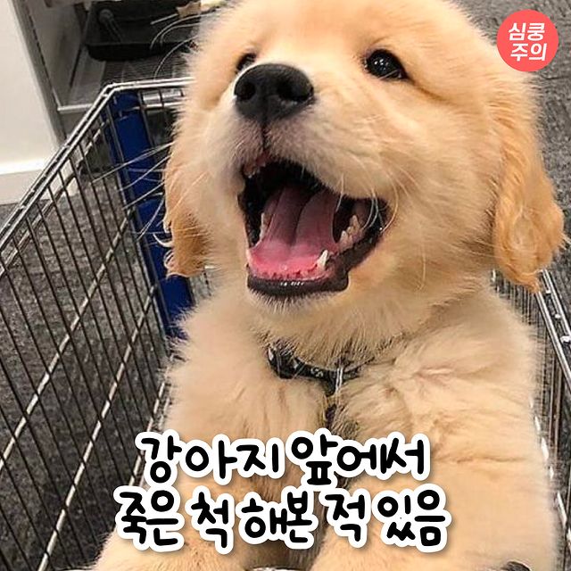 강아지 키우면 공감하는 상황 모음.jpg | 인스티즈