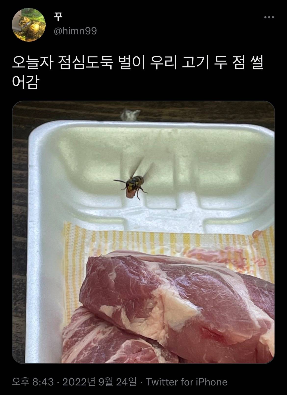 오늘자 점심도둑 벌이 우리 고기 두 점 썰어감 | 인스티즈