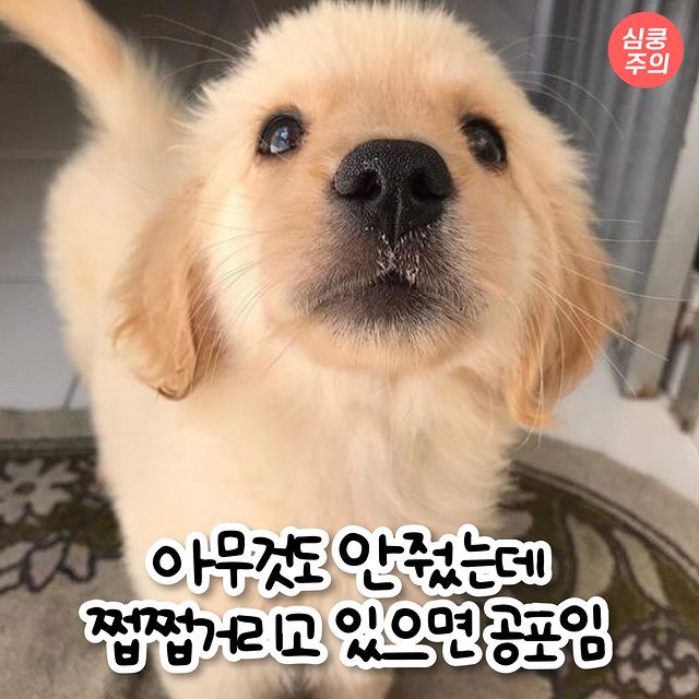 강아지 키우면 공감하는 상황 모음.jpg | 인스티즈