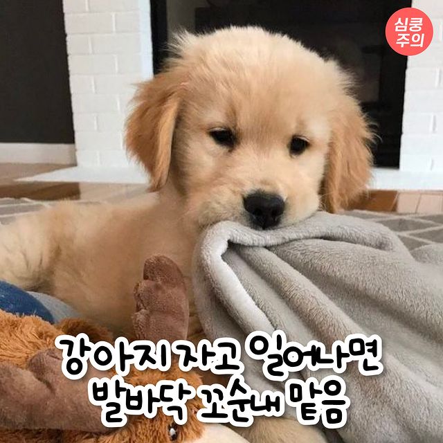 강아지 키우면 공감하는 상황 모음.jpg | 인스티즈