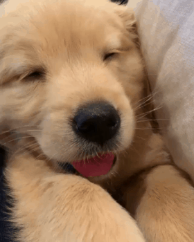 하품하는 아기인절미 | 인스티즈