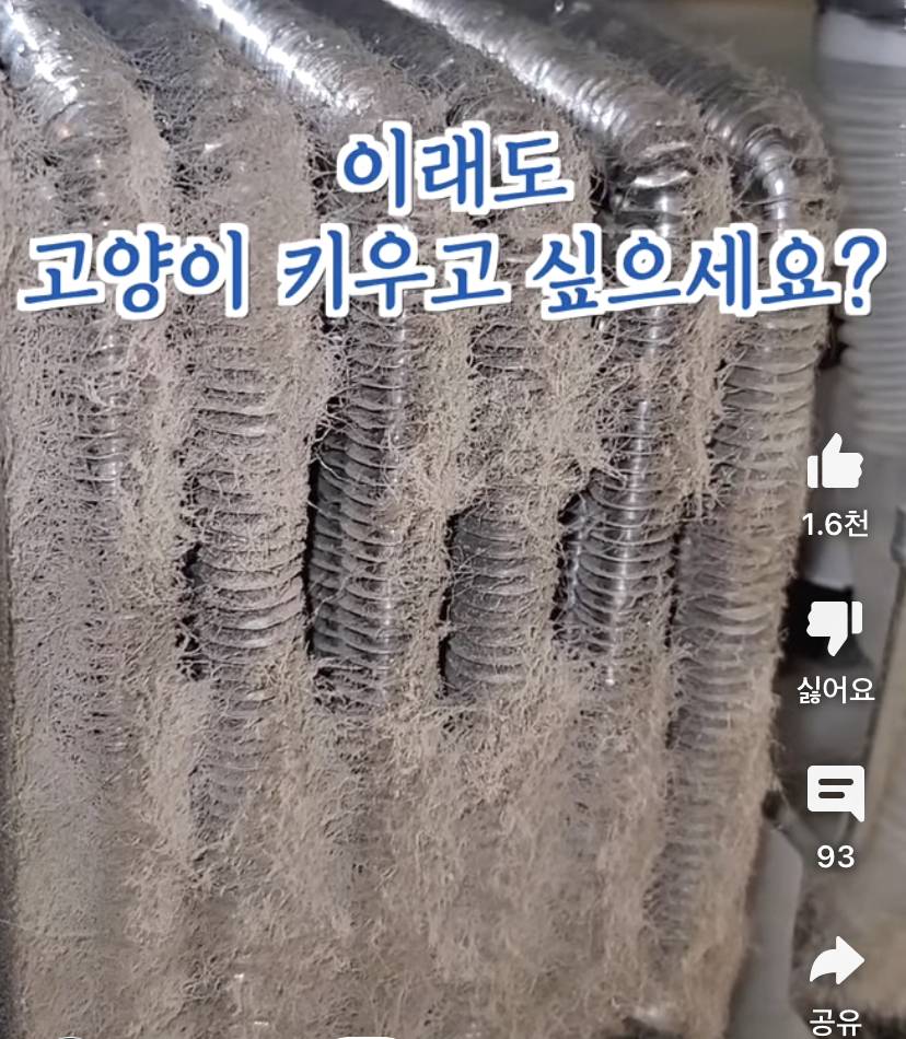 이래도 고양이 키우고싶으세요? | 인스티즈