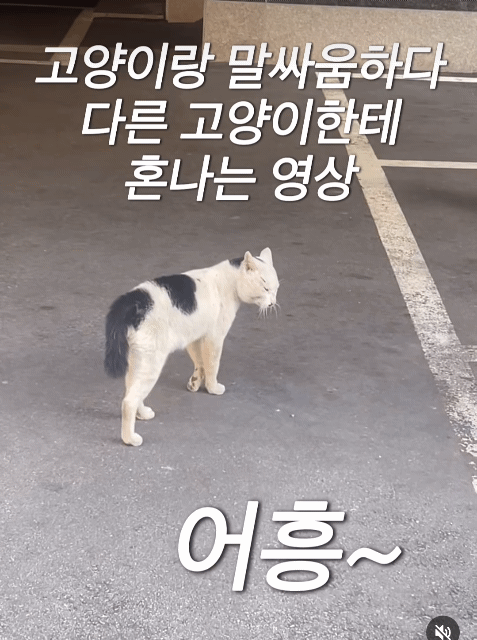 고양이랑 말싸움하다 혼나는 영상 | 인스티즈