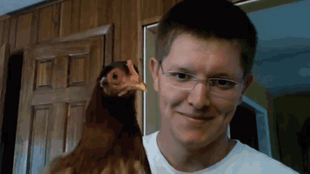 닭은 머리를 흔들지않는다는걸 게임에 응용해본다면?.jpgif | 인스티즈