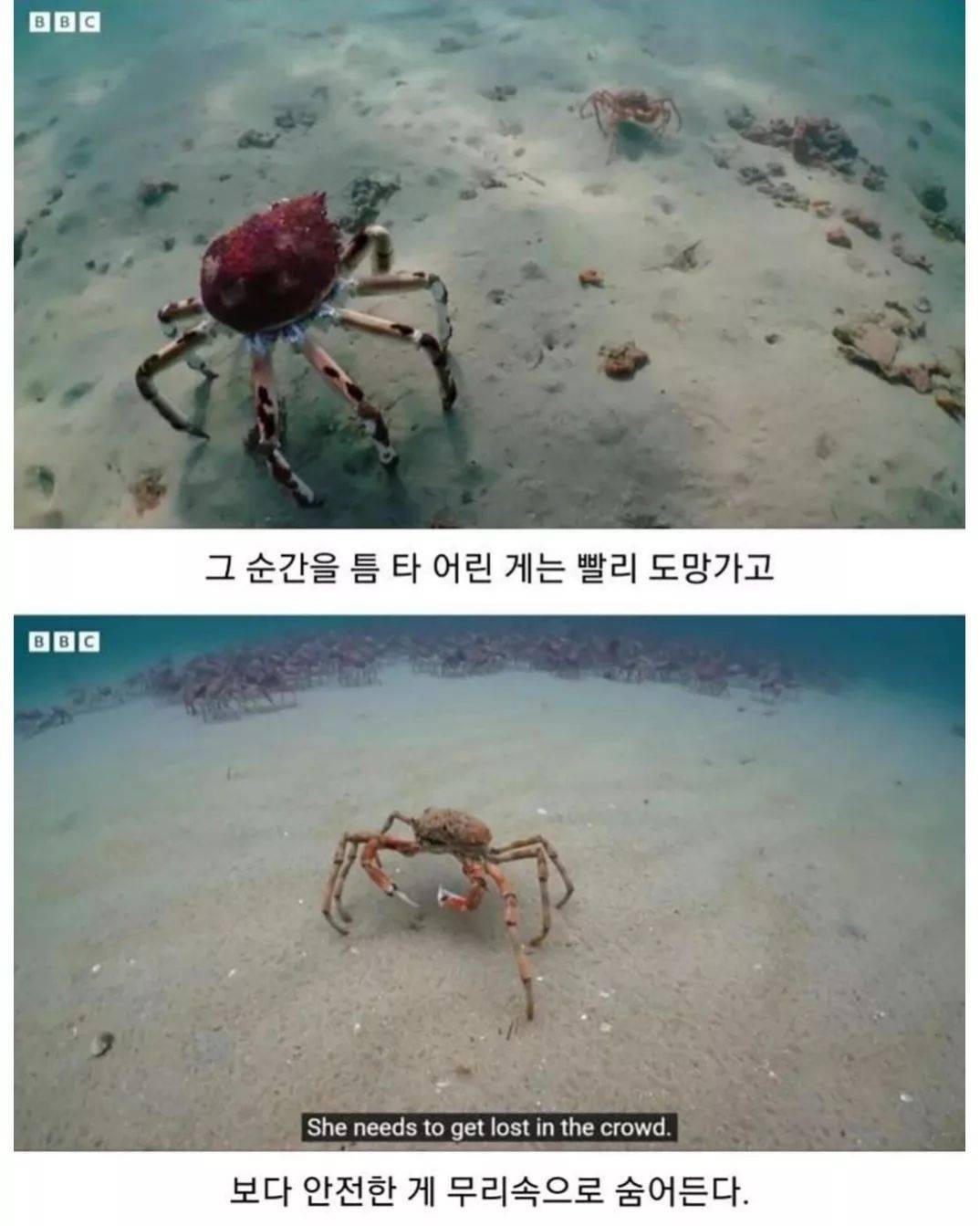 게 무리에게 인정받은 로봇게 | 인스티즈