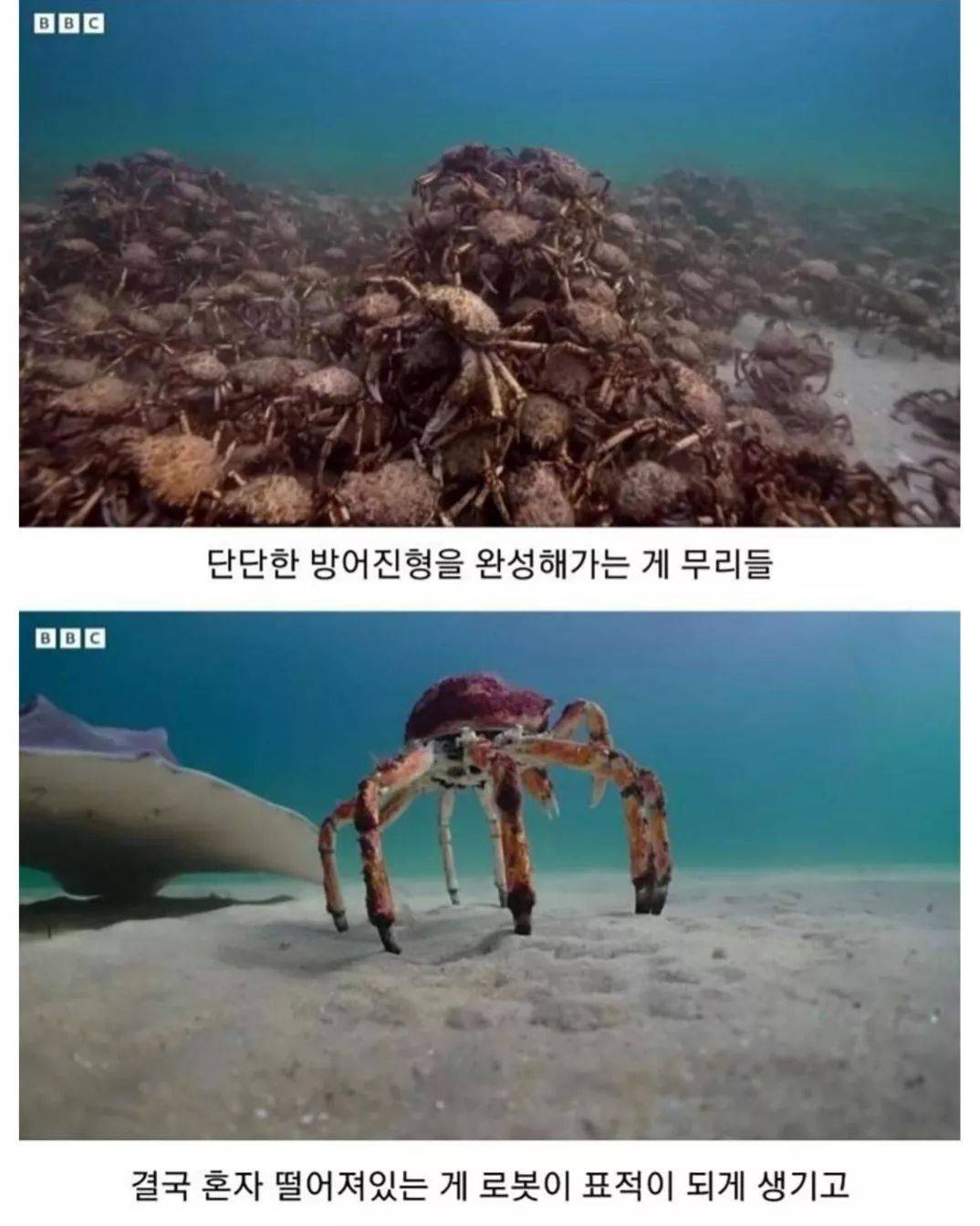 게 무리에게 인정받은 로봇게 | 인스티즈