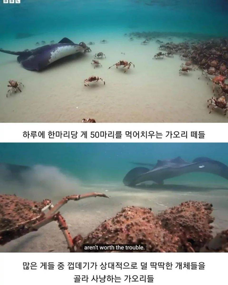 게 무리에게 인정받은 로봇게 | 인스티즈