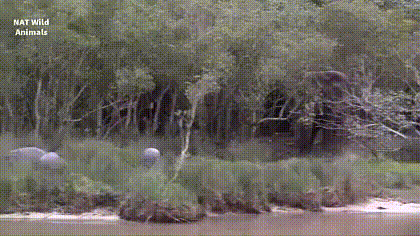 빤스런 하는 하마.gif | 인스티즈