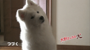 개들이 호기심 많을때 하는 행동 | 인스티즈