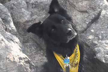 개들이 호기심 많을때 하는 행동 | 인스티즈