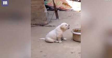 닭한테 우는 법을 배운 강아지 | 인스티즈