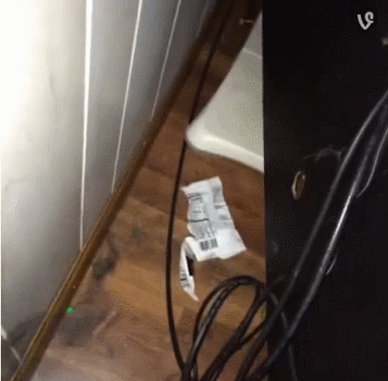 냥이 활용법 | 인스티즈