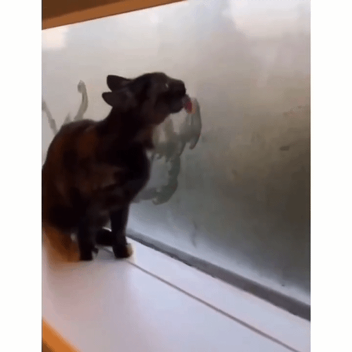 습기찬 유리창에 낙서하는 고양이 | 인스티즈