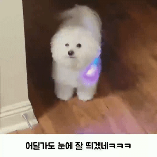 nokbeon.net-밤 산책용 LED목걸이를 찬 댕댕이-1번 이미지