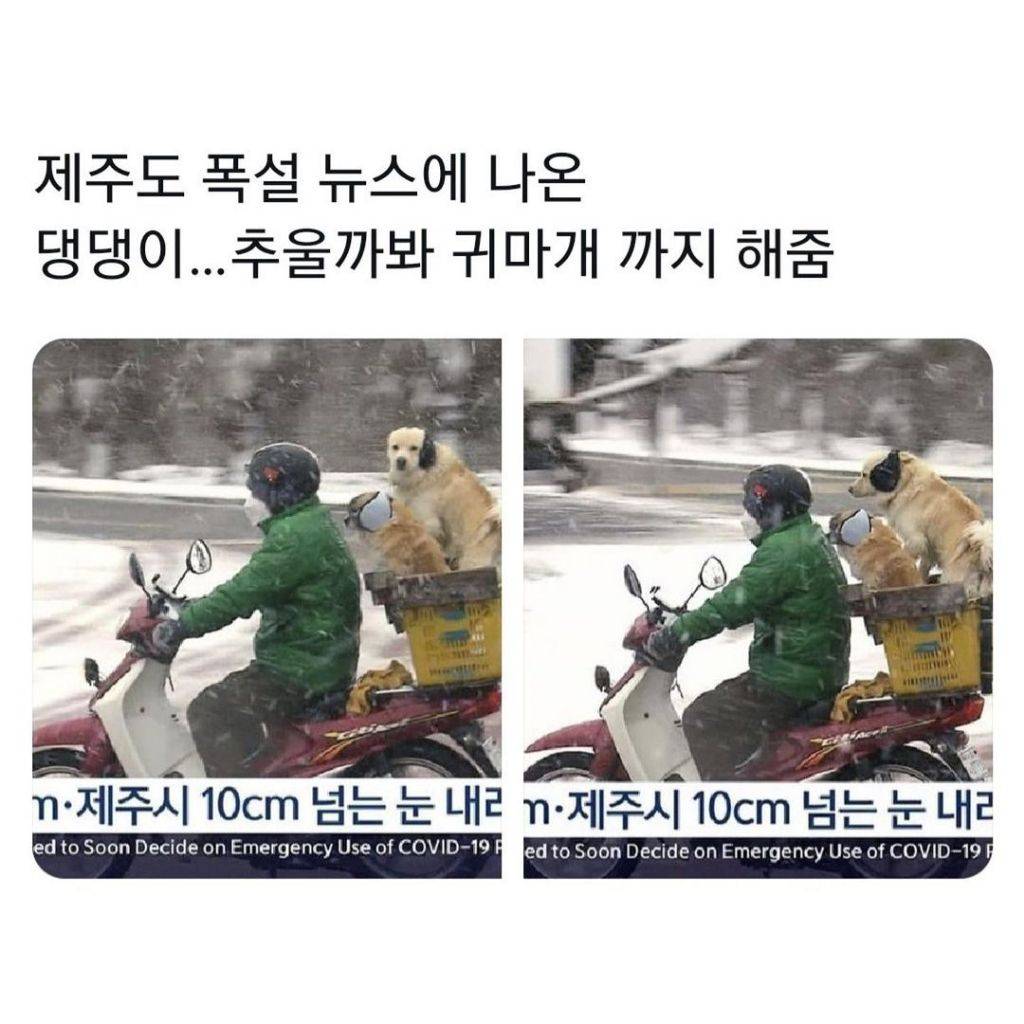 댕댕이 추울까봐 귀마개 해줌 | 인스티즈