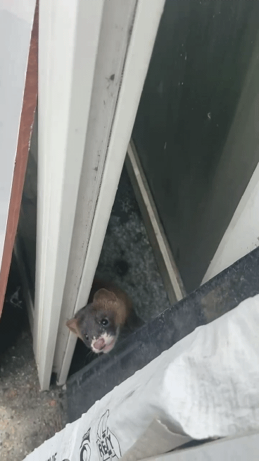 서울에서 발견된 아기 족제비 | 인스티즈