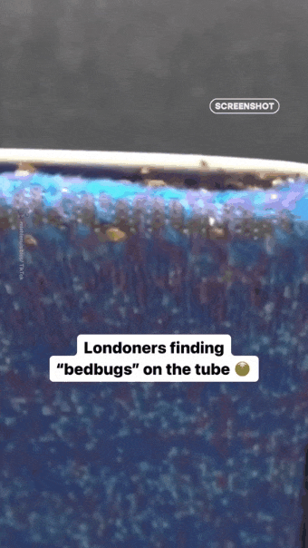 영국 런던 빈대 상황 | 인스티즈