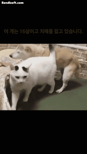 치매개 돌보는 고양이 | 인스티즈