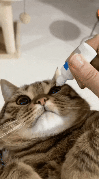 눈에 안약 넣는 고양이들.gif | 인스티즈