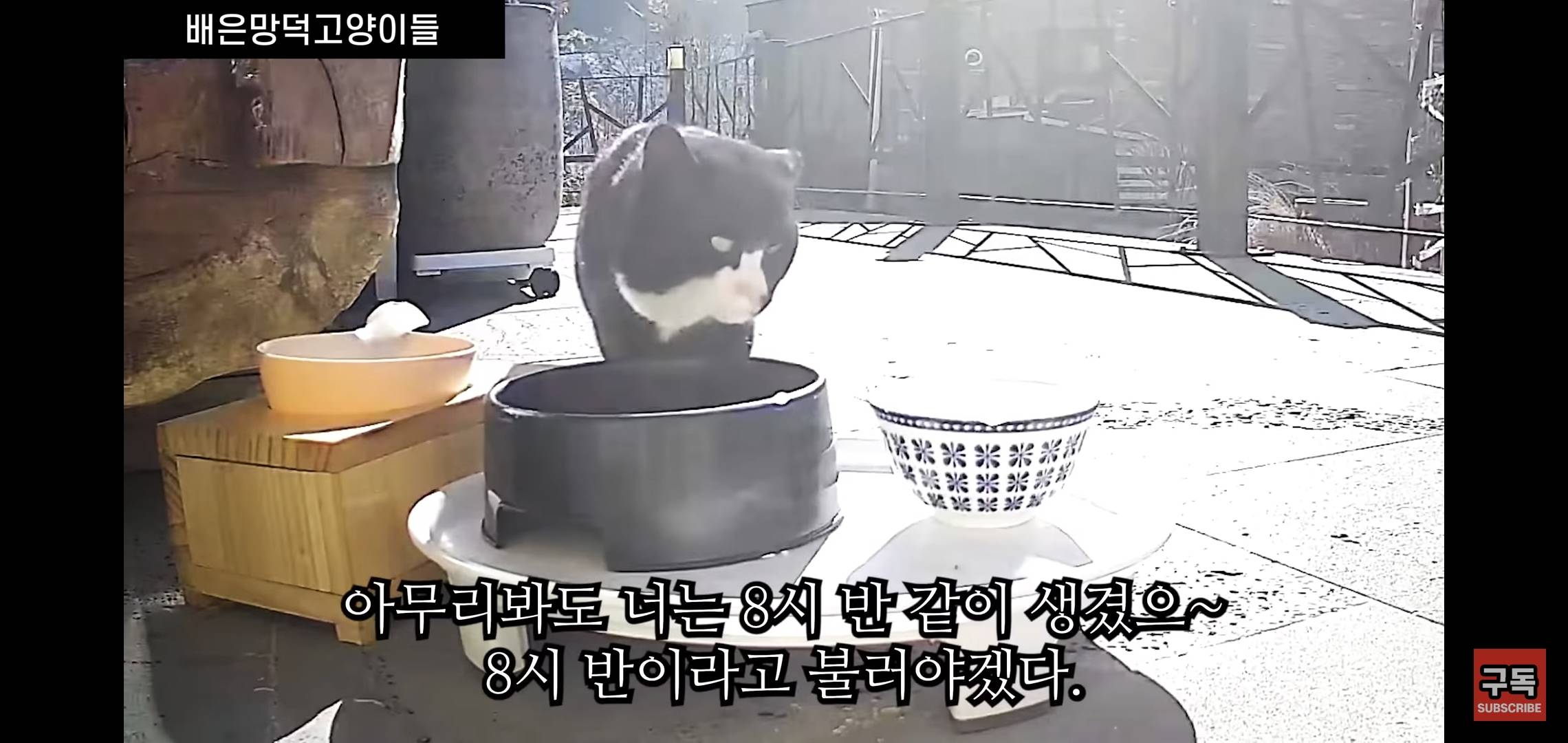 집 마당에 고양이가 나타나는 족족 다 잡아버리는 유튜버..jpg | 인스티즈